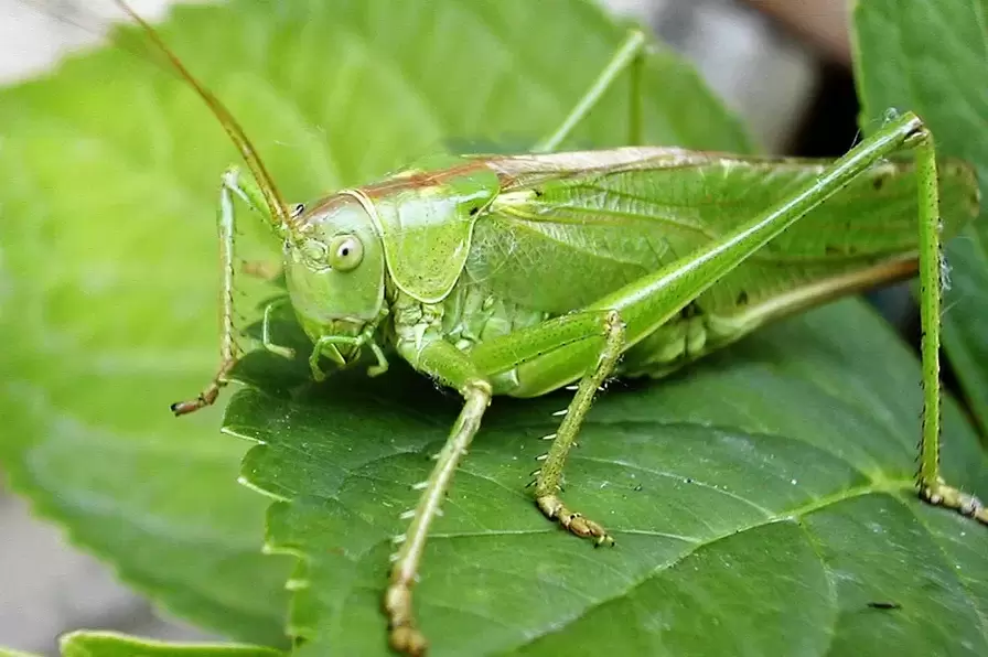 Glücksamulett - Cricket